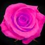 Róża Anna